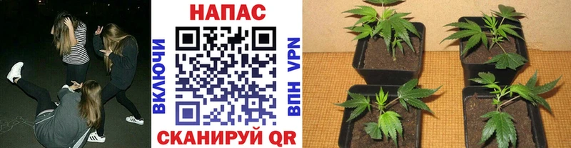МАРИХУАНА OG Kush  Искитим 